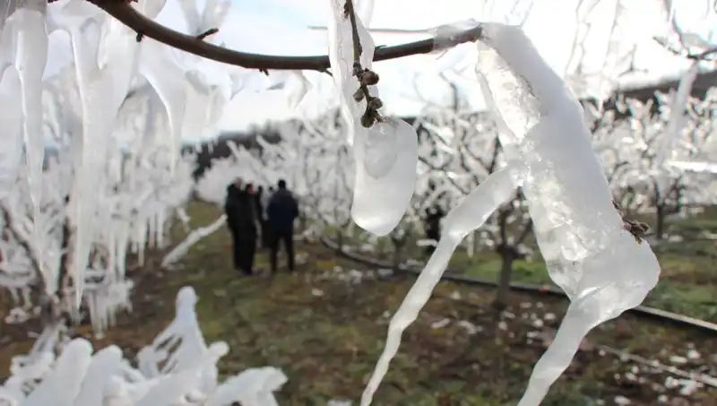 Dondurucu Soğuk Ağaçların Çiçeklenmesini Hızlandırdı: Yüzde 80 Tomurcuk Açtı