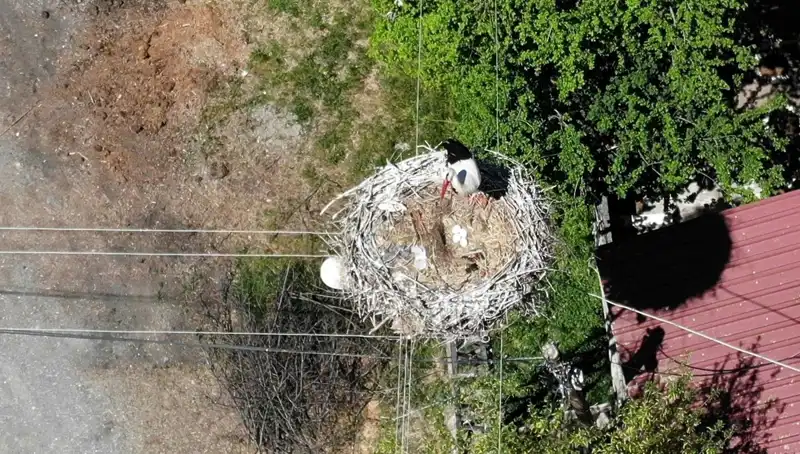 Baharın Mirası: 22 Yıldır Aynı Yuvasında Yaşayan Kuş