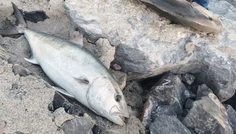 65 Kiloluk Dev Balık Oltayla Yakalandı, Satışı Şok Etti!