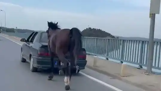 Adana'da Atına Eziyet Eden Kişi Tutuklandı: Hayvan Hakları İçin Bir Zafer