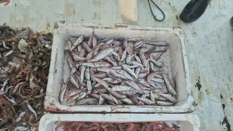 Denizden Gelen Tazelik: Taze Balıklar Limanda Satışa Sunuldu