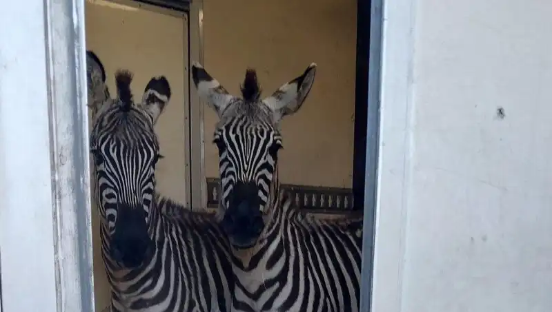 Sınırda Durdurulan Minibüsten İlginç Yolcular: İki Zebra ve Diğerleri