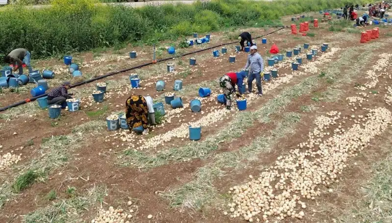 Soğan Hasadı Başladı: Fiyatlar Düşüşte, Tüketiciler Rahatlayacak mı?