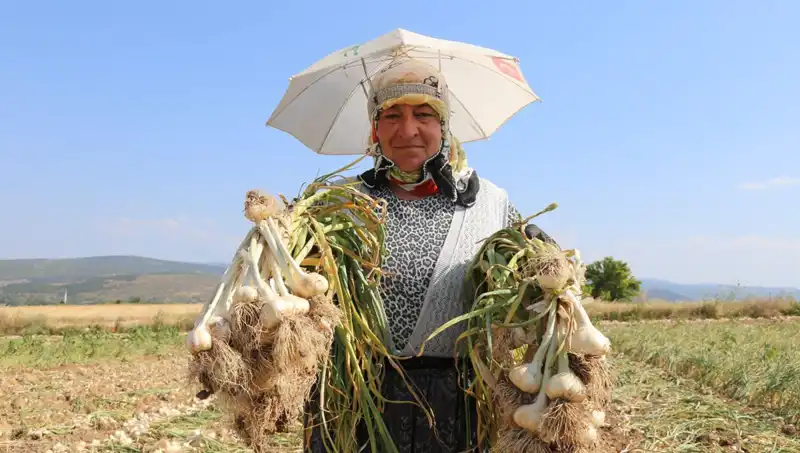 Kavurucu Sıcaklarda Çalışanlar Günlük Bin 200 TL Kazanıyor!
