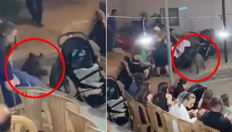 Düğüne Giren Yaban Domuzu Davetlileri Şaşırttı ve Paniğe Neden Oldu
