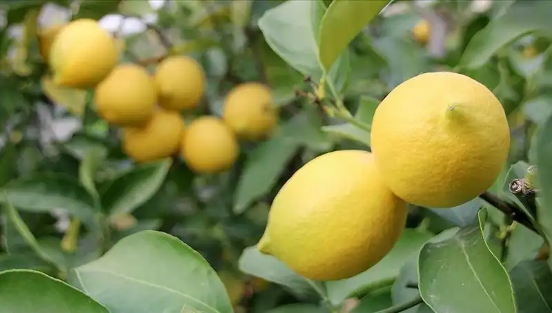 Limonun Fiyatı 24 Lirayı Buldu: Tüketiciler Şaşkın!