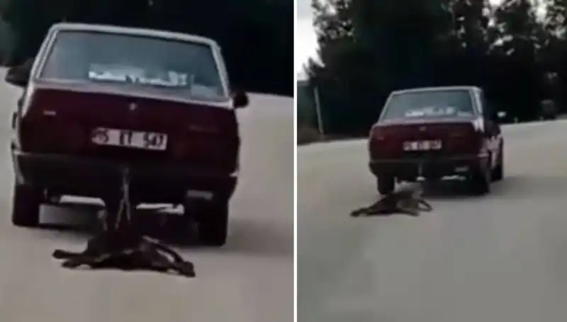 Otomobilin Arkasında Sürüklenen Köpek Görenleri Şaşırttı