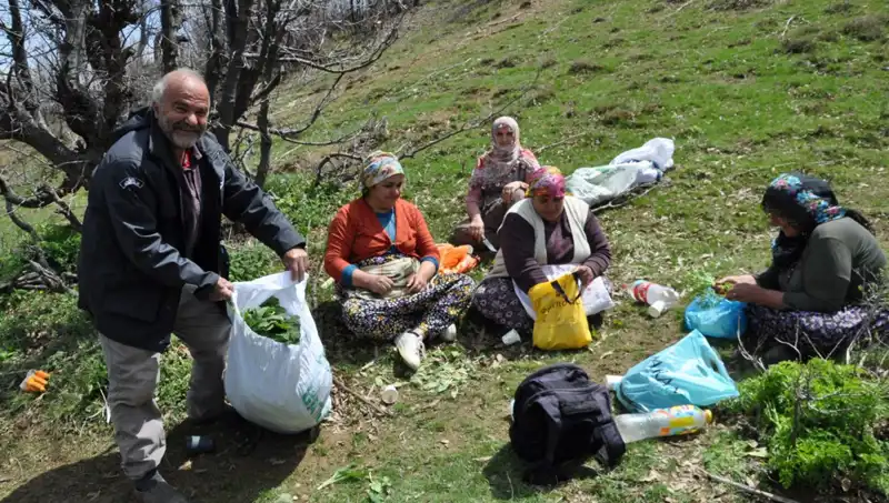 Yüzlerce Ailenin Geçim Kaynağı: Kilosu 250 Lira Olan Doğa Harikası