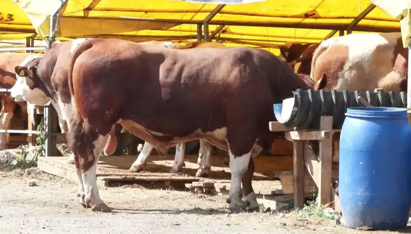 Kurban Pazarlarında Hararetli Günler: Alıcılar ve Satıcılar Buluşuyor