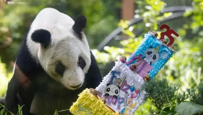 Dev Panda Xin Xin, 35. Doğum Günüyle Sevimlilikte Rekor Kırdı
