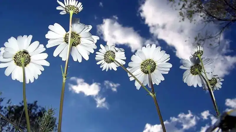 2026 Cemre Düşme Tarihleri: Baharın Müjdecisi 2026 Cemreleri Ne Zaman Düşecek?
