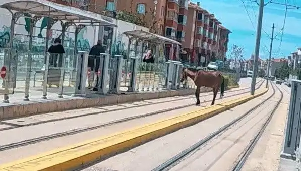 Eskişehir Tramvay Raylarında Başıboş At Görüntüleri Gündem Oldu!