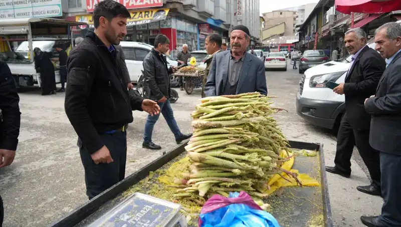 Dağlık Alanların Şifalı Bitkisi: Şekerin Kanser ve Mide Hastalıklarındaki Rolü