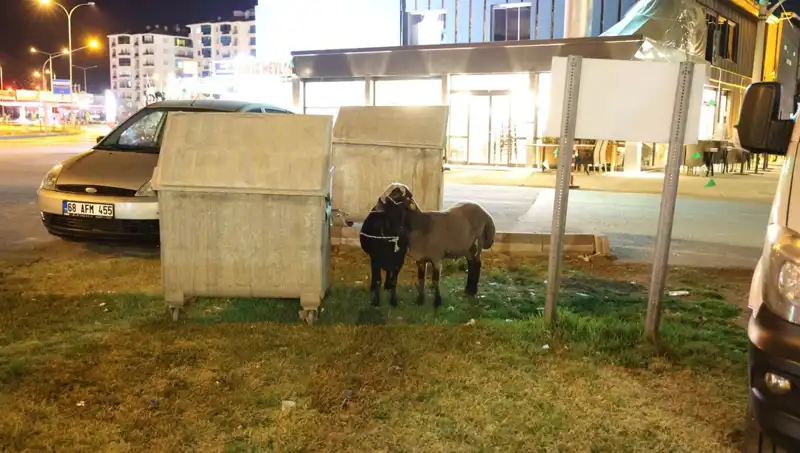 Yola Düşen Mor Karaman Koyunları: Kaderine Terk Edilen Hayvanların Dramı