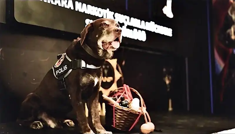 11 Yıl Süren Mücadeledeki Kahraman: Narkotik Köpeği Toma Emekli Oldu