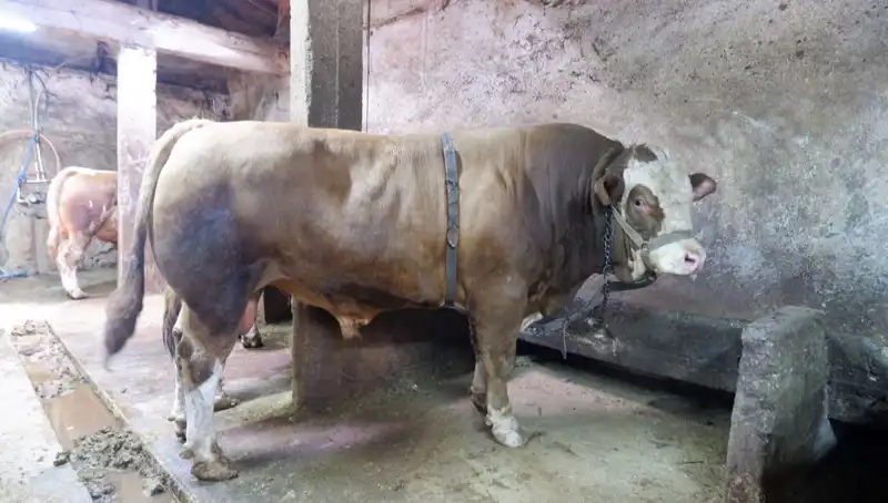 Tam 1 Ton 200 Kilo! Eşsiz Eşya Dünyada İlk Kez Satışta