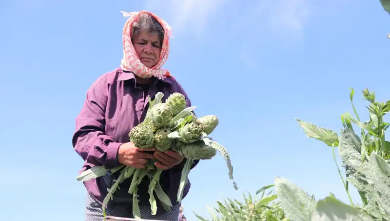 Tarladan Sofralara: Fiyatlar Yükseliyor, Tezgahlar İçin Hazır Müşterilerini Bekliyor
