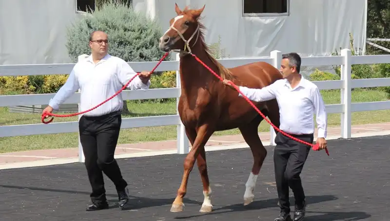 Taşkın Kral'ın Rekorları: Su Dünyasında Yeni Bir Dönem Başlıyor