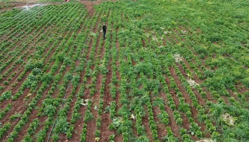 Kuraklık Marul Hasadını Tehditle Karşı Karşıya Bıraktı