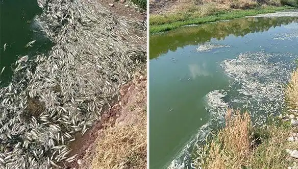 Karasu Çayı'nda Neden Balık Ölümleri Gerçekleşiyor?
