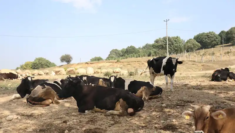 Şap Hastalığı Alarmı! 22 Köyde Giriş Çıkış Kısıtlamaları Başladı