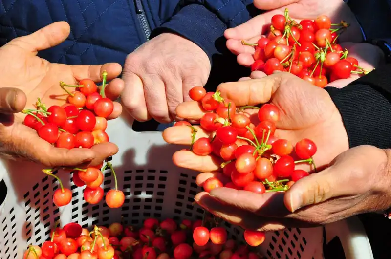Türkiye'nin Tarımında Çığır Açan Yeni Ürün: İlk Hasat, 3.500 TL'den Satıldı