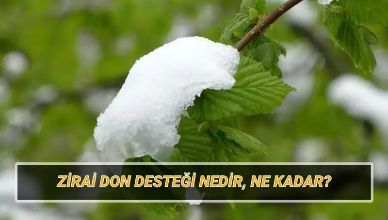 Zirai Don Desteği Ne Kadar, Hangi Üreticiler Faydalanacak?