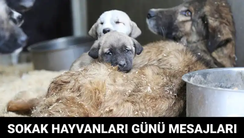 Dünya Sokak Hayvanları Günü: Sevgi ve Farkındalığın Adresi