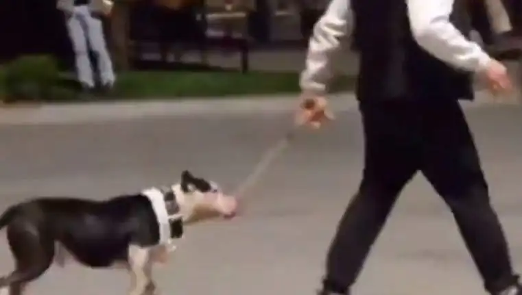 Ağızlıksız Pitbull, Diğer Köpekleri Saldırdı: Sahibine Cezai İşlem Uygulandı